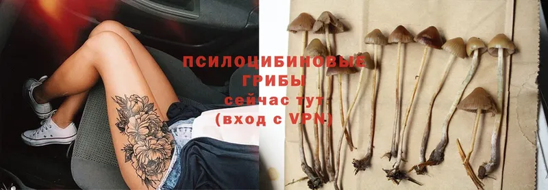 Галлюциногенные грибы Psilocybe  Воткинск 