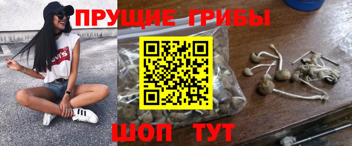 Псилоцибиновые грибы Psilocybe Воткинск
